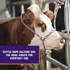 Braided Poly Rope Cattle Halter  Adjustable  Modern Style Cow Calf Halter  Li   