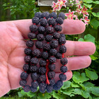 Lab Certified 5 Mukhi Rudraksha Black Rudraksh Mala Rosary 108 1 Prayer Beads  3