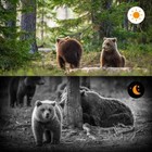 New 24mp 1080p Video Trail Camera Photo Trap Hunting Wireless Tracking Camera