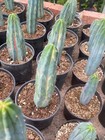 Cactus Succulent Plants Rainbow Myrtillocactus Geometrizans Variegated Plants