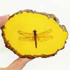 Beautiful Amber Dragonfly Fossil Insects Manual Polishing Decorative Pieces