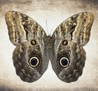 Caligo Memnon Butterfly Taxidermy Framed Display  Real Butterflies Insect Shadow
