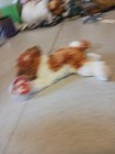 Beanie Baby Sampson The Dog 