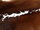 New Cowhide Rugs Area Cow Skin Leather 16 33 Sq feet  49 x48   Cow Hide U-1104