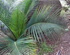 Macrozamia Reducta