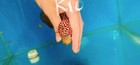 Kamfa F3 Flowerhorn  4    High-quality  Live Fish  Aquarium  Exotic Fish