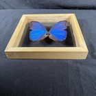 Real Blue Morpho Butterfly In Glass Shadow Box Display Frame Taxidermy 8x8 In