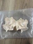 Kiefer Sutherland The Lost Boys Original Brow Prosthetic From Screen Used Mold