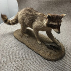 Raccoon Taxidermy Standing Mount Mancave Office Cabin Hunting Ranch Decor Vtg
