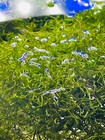 Crystalwort Riccia Fluitans 2x2 Live Aquarium Floating Plant Moss Fish Fry Cover