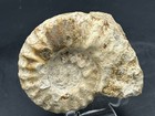 4 5    Dino Age Mortoniceras Sp  Texas Fossil Ammonite  Fort Worth Fm  W oysters