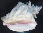 Large Queen Conch Natural Seashell  Pink Inside  8 5  Long X 6  Wide X 5  Tall