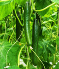 50  Cucumber Seeds - Japanese Long - Burpless ----- Heirloom