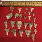 Shark Teeth Mixed Lot Fossils California Megalodon  lot Of 25   2