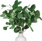 Preserved Dried Eucalyptus Stems  7-10 Pcs Pure Natural Real Silver Dollar 