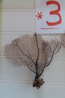 3- Natural Sea Fan - Coral - Sea Whip - Free Shipping 4x4 5 4 5x4 5x2 5 Inches