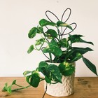 2pack Indoor Plant Trellis Metal Wire Garden    small Climbing Blackish