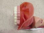 Laerdal 252500 Airway Demo Model Medical Simulation Training Manikin Anatomy