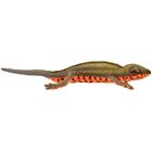 Bh8141 Hansa Hansa Red-bellied Newt 23