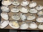 Large Clam Shells  25 Count Lot  Natural Atlantic Surf Clams