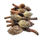 Small Magnolia Seed Pods  24 Pack For Bioactive Enclosures  Terrariums  
