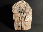 Wow  Big  430 Million Year Old  Crinoid Fossil Or Sea Lily Fossil Morocco 1144gr