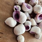25pc Cebu Shells - Wholesale Shells - Bulk Shells - Craft Shells - Jewelry Shell