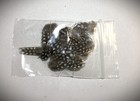 Tiniest Natural Guinea Fowl Feathers  1  Or Less  Cruelty Free  24pc  Small