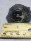  Fossil Scaphites Ammonite Pierre Shale  Todd Co   South Dakota