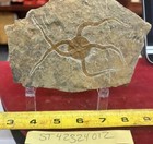 Large Fossil Starfish Geocoma Carinata From Morocco 150 Million Years Old