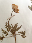 Antique Herbarium Pressed Botanical Specimen 1900s Anemone 15  X 10 