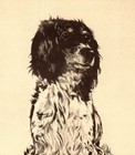 Antique English Setter Print Vintage Diana Thorne Setter Wall Art Decor 6555s