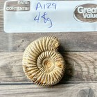 Whole Polished White Ammonite Fossil