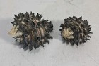 Two Muricanthus Ambiguus Seashells Rare  panama 