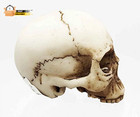 Small Half Jaw Homosapiens Skull Statue Skeleton Figurine Halloween