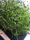 2025 Usa Garlic Chives Seeds  Premium High Quality  Non-gmo Heirloom           