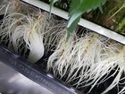 The Clone King 36 Site Aeroponic Plant Cloning Machine Cloner Cloning Very Easy 