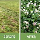 Dutch White Clover Seed  Organic Coated  Eco-friendly  Low Maintenance