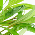Buy2get1free Hygrophila Lacustris Bundle Live Aquarium Plant