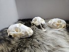 Lot Of 3 Real Raccoon Skull Taxidermy Trapping  Bones Skeleton Museum Cabin 