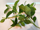 Blue Vervain Fresh Cut Verbena  hastata   no Chemicals Sprayed used 