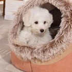Pet House For Small Dog Cat Bed House Portable Enclosed Plush Pet Kitten Nest Wi