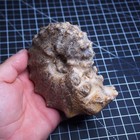 854gr 125mm Mammites Nodosites Ammonite Cretaceous Fossil Morocco