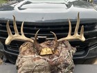 Huge Wide Kansas Typical  5x5  Wild Whitetail Deer Rack Antlers 