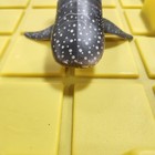Schleich Whale Shark Toy- Retired  2005  E8
