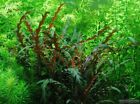 3 Stems Hygrophila Pinnatifida  Live Aquarium Plants Beautiful    Free S h   