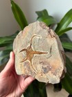 Authentic Collector-grade 6 25  Brittle Starfish Fossil  ophiura  - Morocco