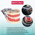 Us Kilgore Nissin 200 Type Dental Typodont Model With 32pcs Removable Teeth 8022