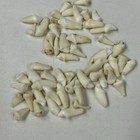 Lot Of 50 Assorted Small Coyote Teeth Real Cleaned Taxidermy Weird Odd Goth 3852