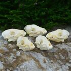 5 Pcs Raccoon Skull Taxidermy Real Bone Skeleton Christmas Decoration Gift